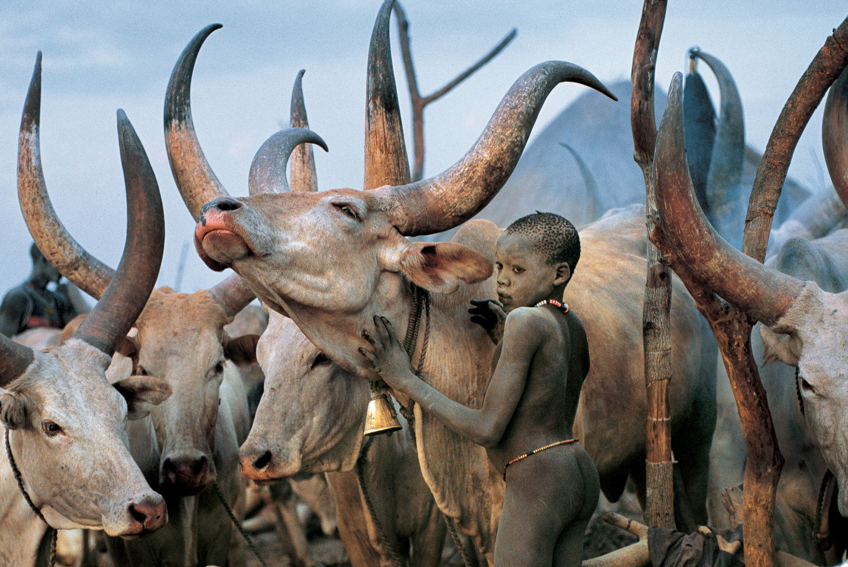 Dinka Children with White Cattle, South Sudan
