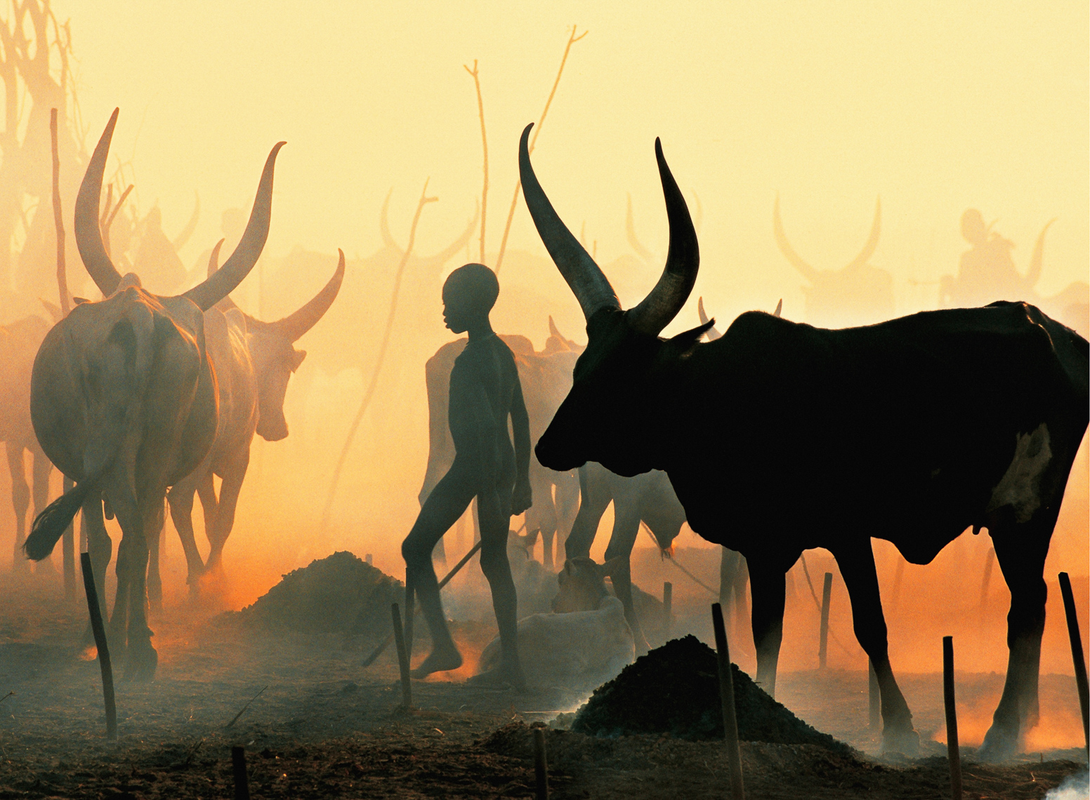 Dinka Boy Leading Black Bull, South Sudan