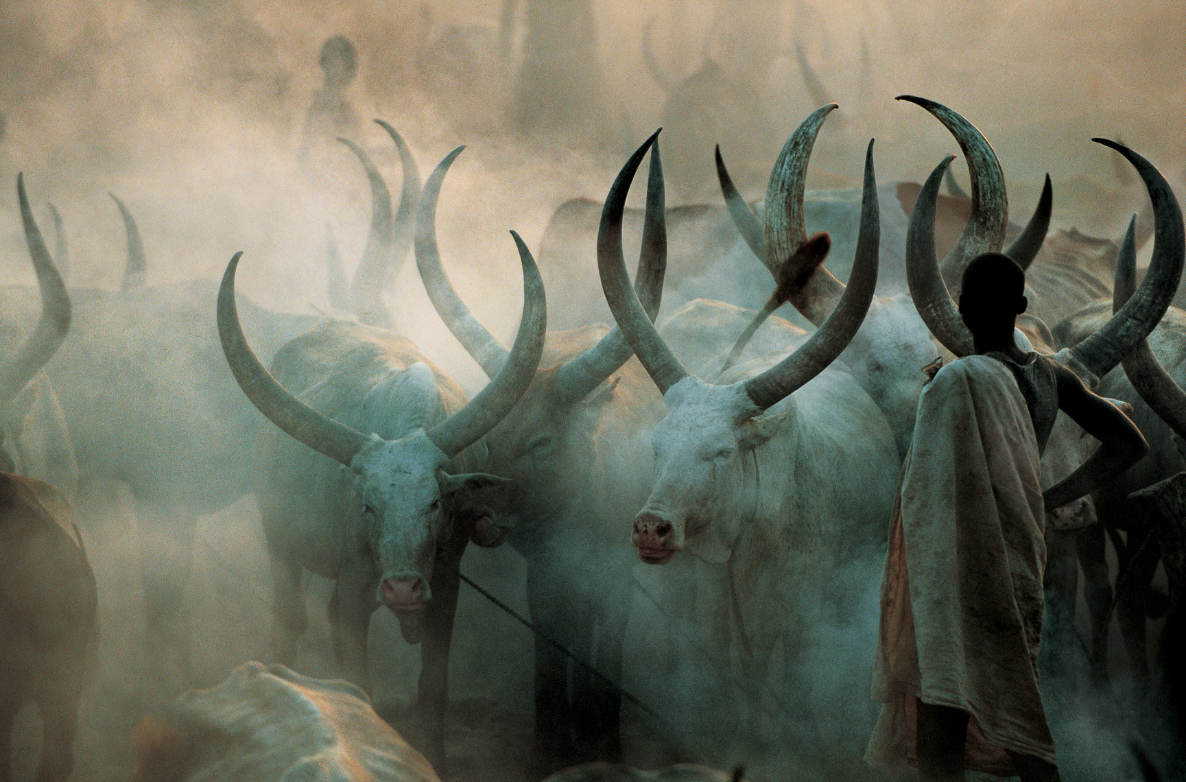 Dinka Cattle in Smoke, South Sudan