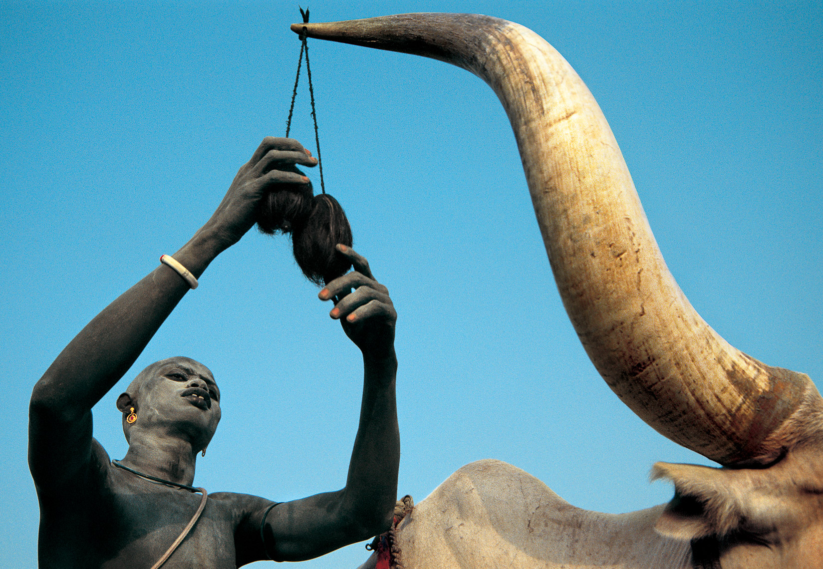 Dinka Man Attatching Cowtail Tassel to Ox, South Sudan