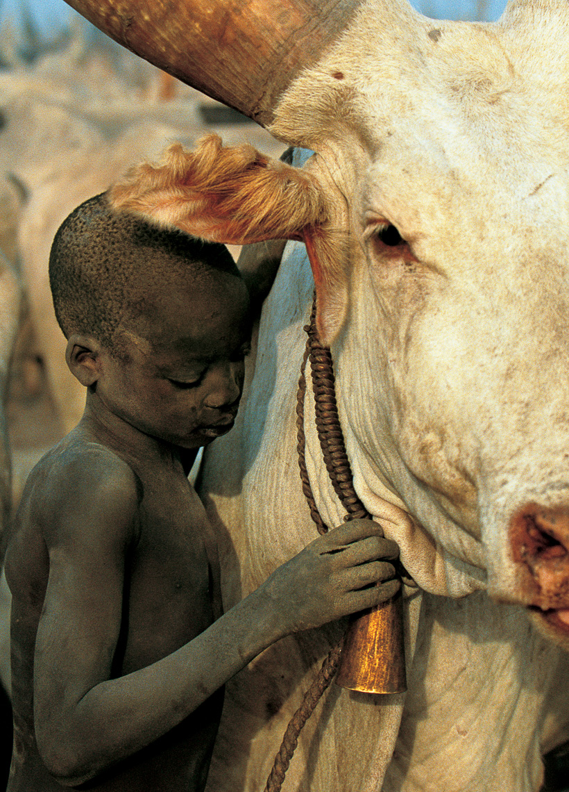Dinka Child and White Bull, South Sudan