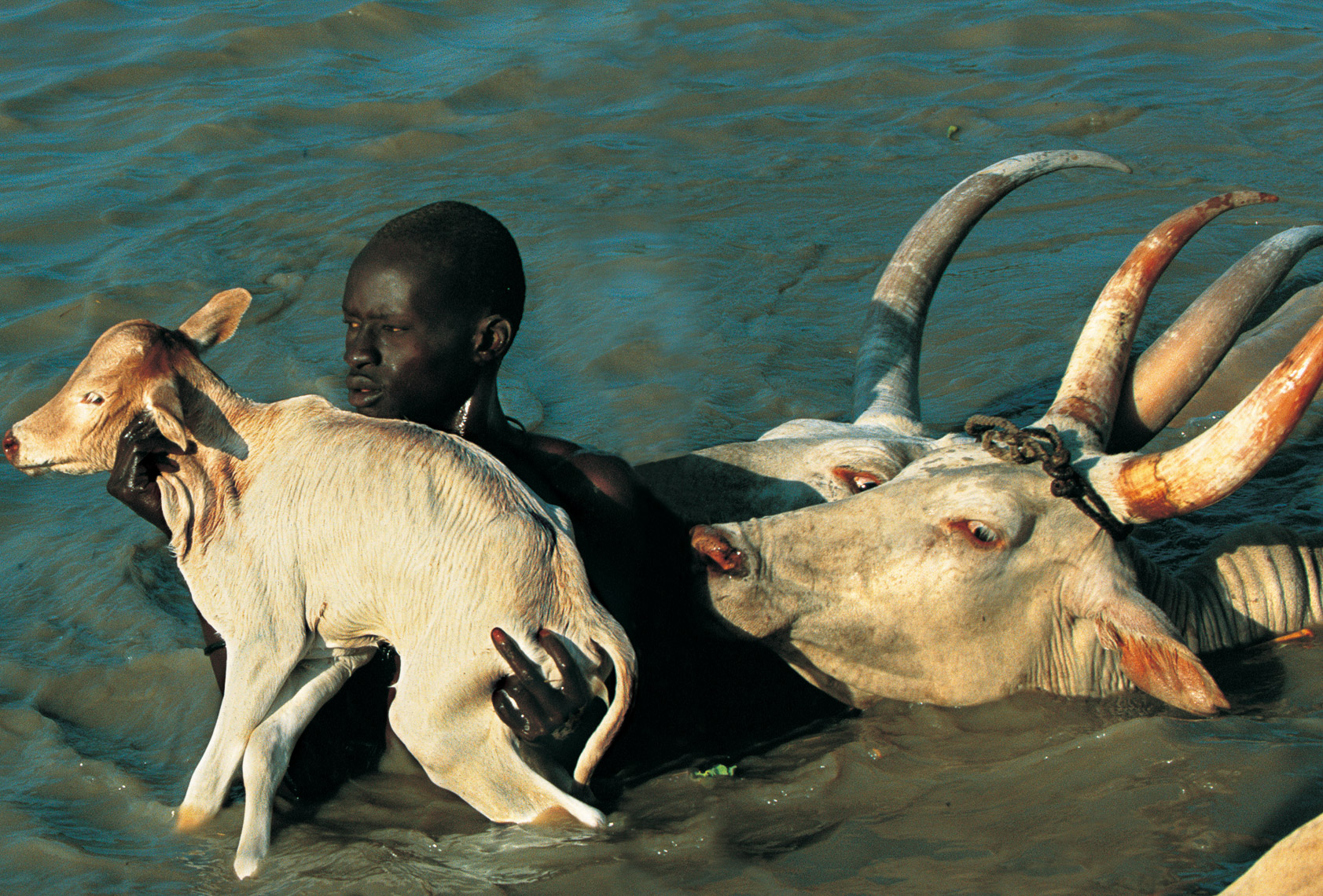 Dinker Herder Carrying Calf Across River, South Sudan