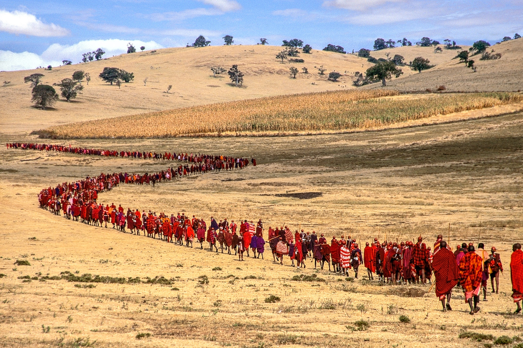 Salei Maasai Warriors approach the Ceremonial Manyatta, Tanzania